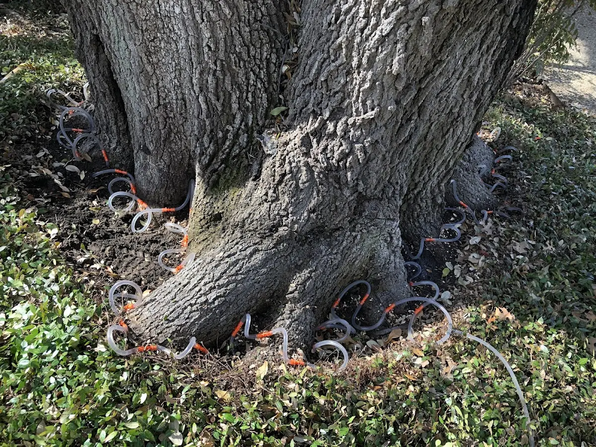 Detailed Tree Cabling and Bracing job site in Cedar Springs
