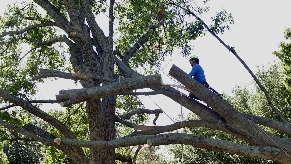 Professional Hazardous Tree Removal performed by certified arborists in Cedar Springs