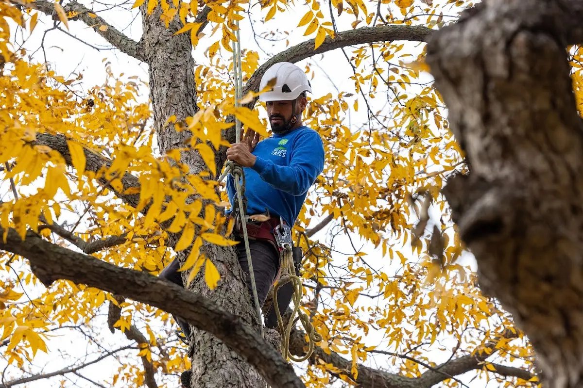 Skilled Tree Pruning crew working in Cedar Springs