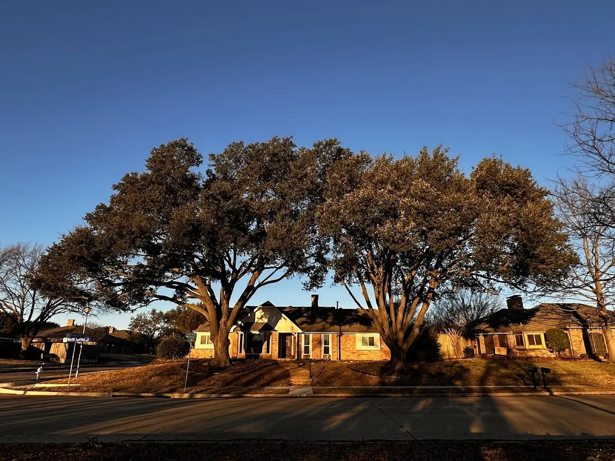 Established residential canopy tree shading a home in Cedar Springs